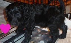 We have ONLY 4 absolutely Gorgeous Cockapoo puppies,  2 beautiful females and 2 handsome males left, low to none shedding, allergy friendly, sweet, loyal, affectionate pups amazing family pets, a fairly easy dog to train very intelligent breed that will