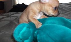 SWEET CHIHUAHUA'S   NEW PICTURES
These 3 little girls are as cute as buttons, eyes are open and they have discovered that they have feet , Soo........cute to watch them grow,and play.
Mom weighs 4.6 pds, Dad weighs 2.11 pds.
  Tan Sable,  RARE Chocolate