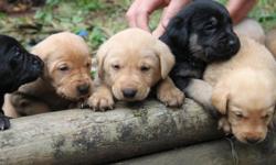 Adorable lab x puppies for sale. Come and see them on the farm!
2 boys ( yellow)
2 girls( 1 black, 1 yellow)
DOB 08/29
All have great temperaments and are well socialized, particularly with children.
The mother is a yellow lab and the father is a black