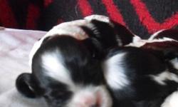 Sweet little  puppies will be ready for xmas.  Males and females available.  Parents are AKC registered. Will have shots, deworming. Tails and dewclaws done.