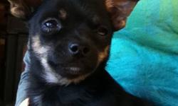 Sweet affectionate 15 week old Chihuahua puppies for sale.
One fawn male, one black and tan male. 4-5 lbs when full grown.
Champion bloodlines and vet checked.
Parents are healthy and good natured.
Immunized and dewormed.
In home raised, great with