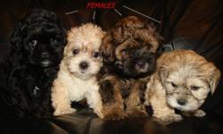 Our adorable pups are a mixed breed between a
Shih Tzu (Dad) and a Shih Tzu/Poodle (Mom).
What you get is a great non-shedding small dog
with the wonderful traits of two great dogs.
Pups should mature to about 12 lbs.
Pups are well socialized and they are