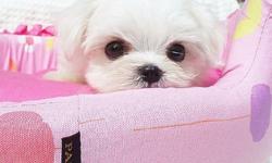Adorable PURE BREED T-CUP Maltese puppies are looking for their forever home.
They were born on December 13, 2011.
Both of the parents have snow white coat, big round eyes, and short muzzle!
Both parents are registered in Korea (KKC) and we will be able