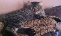 Dizzle is a one year old male cat, he is very laid back, likes to lounge around in the day and go out throughout the night.
This ad was posted with the Kijiji Classifieds app.