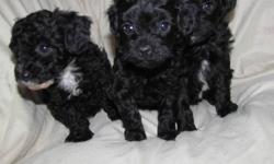 TINY TINY TINY 
Will mature 5-7lbs depending on the puppy you choose!!!
NonShedding and Hypoallergenic
Cute as buttons and ready for their new homes now.
These little guys are very well socialized and are used to children and other animals. They are very