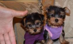 We currently have a litter of 4 Yorkies. They are receiving their 1st shots and seeing the vet on Jan 4th and ready to leave us Jan 13th.
Prices start at $950-$1500 (Depending on size) Our prices are firm and we do not negotiate, Sorry :(
Our puppies are