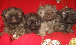 VET CHECKED HEALTHY! VACCINATIONS
UTD/DEWORMED! WONDERFUL LITTLE EWOKS! APRI Reg'd TEACUPS WILL Mature to 4-7 lbs ($800)! APRI Reg'd IMPERIALS WILL BE 7-9 lbs($700) Small Standars $400 CHOCOLATES! ORANGE LIVERS! SOLID BLACK AND BLACK/WHITE TEACUP!