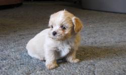 WOW!!  Malshi Puppies...
 
So cute, adorable and playful Teacup Maltese Shih Tzu Puppies...Malshies...
 
They were born on Dec 21/2011 and will be ready for their new homes on Feb 15/2012...
 
Our puppies are well socialized and they are raised in our