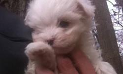 Teacup Maltese Puppies
Really tiny pups with great personalities that have been socialized with people of all ages. They are full breed and not mixed. They are just about pee-pad trained and are ready for their new homes. They are very smart and have
