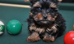 Teacup and Tiny Toy Yorkie Puppies
This is a gorgeous litter of Yorkie's emulating spectacular colours and baby faces. They are socialized to the MAX. They just want to sit in your lap and play with anyone all day long. My Yorkie puppies are all