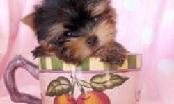@@@ 647-838-6762 @@@
*** READY TO GO OCT 28th ***
TEACUP AND TINY TOY YORKIES
3 FEMALES ONLY 1.3LBS-1.5LBS
2 MALES ONLY 1.4LBS-1.8LBS
VET CHECKED, DE-WORMED, VACCINATED
YORKIES ARE NON SHEDDING AND HYPOALLERGENIC, FULL BLACK AND TAN COATS.
WILL MATURE TO