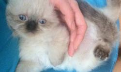 I have the last pure bred  female Himalayan kitten left from a litter of 3.Kitten is ready to go.
She is healthy, extremely active, affectionate and so entertaining to watch.
Kitten is already litter trained and  eating solid food .She is growing up with