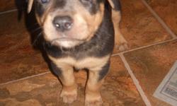 just in time for xmas. 5 weeks old now puppies will go to good homes only! $200 per rott cross /pupp. i have 3 girls and 2 boys.message me for more info please..
thanks