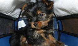 we have for sale a  small  and super cute male yorkshire terrier,pick of the litter, unregistered , dark line, has had his2 first set of  shots and all the other health requirements for his age. This little gentleman is a very playful little guy, very
