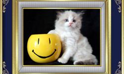 Three Handsome Ragdoll Boys are looking for forever homes
 
These boys have bright blue eyes  that will
melt your heart.
They are very loving and playful.
 
All kittens go to their
forever homes with 2 sets of vaccinations,
dewormed, vet checked,  1 year