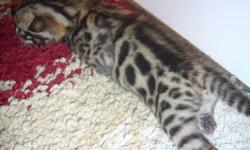Rideau Lake Bengals
 
We have 2 stunning boy's and 2 outstanding Girls available. They where born on Sat, Nov,19th 2011. They will be ready for their new homes mid Jan. A holding fee of $300.00 on pet kittens and $500.00 on breeder kittens is required to