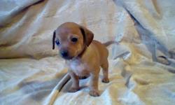 Hello,
I currently have a litter of chiweenie puppies!With just the one girl left! The mother(6lbs) is a long haired chihuahua and a daushound and the father(5lbs) is a pure breed chihuahua.I have both here to view.
They are currently 8weeks old. They