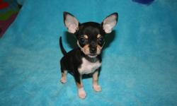 Tiny Applehead Chihuahua Puppies looking for their new home. Mom (picture 2) & Dad are both appleheads and 3.5lbs full grown. 1 male and 1 female available.
Female puppy $1250.00- SOLD
is black & white, and currently weighs 1.2lbs (charting to be ~3lbs
