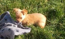I have 3 tiny full bread chihuahua puppies for sale 2 female and 1 male they have been vet checked, dewormed and have there first set of needles mother is 4 lbs and father is 4.5 lbs both on site. They are going to be small dogs so i would prefer not to