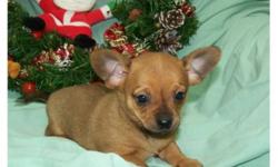 Very tiny Chiweenie puppy 3/4 Chihuahua and 1/4 Mini Dachshund. One female available. Will stay very small matuiring to 5-6 lbs and 6 inches tall. Would be great for people that have limited living spaces. Very friendly puppy, will be wonderful addition