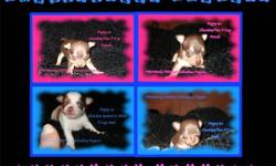 PAWsitively PAWfect Chihuahua Puppiesfor the love of the breed
For the "CHOCOLATE" Lover In You!!! 
Tiny T-Cup "Chocolate" Applehead Chihuahua PuppiesAvailable To Loving and Furever Homes!!!
ADOPT YOUR BFF (BEST FURY FRIEND) TODAY!!!! WHAT A WAY TO START