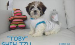 SHIH TZU PUPPIES
1 BOY (TOBY)
 
We have a litter of shih tzu puppies ready to go!
Shih tzus are a small breed, mostly light brown, dark brown, and white. They are very easy to train (intelligent) and don't shed (hypoallergenic). They are very social and