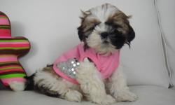 SHIH TZU PUPPIES
ONLY 1 GIRL LEFT !!
 
We have a litter of shih tzu puppies ready to go December 14.
Shih tzus are a small breed, mostly light brown, dark brown, and white. They are very easy to train (intelligent) and don't shed (hypoallergenic). They