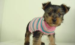 TOY SIZE YORKSHIRE TERRIER PUPPIES
1 Boy & 2 Girls
We have a beautiful litter of black and tan toy-size Yorkies. We
estimate that they will mature to be around 5/6 lbs. They stay small,
and won't shed. Yorkshire Terries are condisered to be