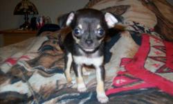 1 Male left. Tri Colored Apple head Chihuahua.
My sisters and brother have already found homes. I am the last but definatley not the least. I am a perfect little angel. I currently weigh 20 oz. This charts me to weigh 4 .5 lbs full grown. I am 6 weeks old