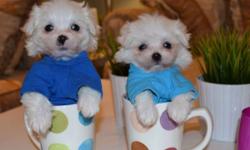 Teeny Tiny Male Maltese
Mature weight will be 4-6 pounds
(Average standard size Maltese mature to be 8-9 pounds, our are Maltese are on average 4-5 pounds)
Vet certified, 1st vaccines, de-wormed 2x
Puppies are ready to be seen and reserved but not leaving