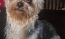Tiny, purebred, registered male Yorkie. almost 4 lbs., Steel blue/gold coat. All the perfect features. Comes with full breeding rights, 5th generation pedigree, AKC & CKC papers. Microchipped and DNA tested. Babydoll face. Excellent around other dogs,