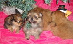 These are tiny balls of fur. The father weighs between 3 - 5 lbs and the mother weighs between 5 - 7 lbs. There are two females and two males. They are playful and are well socialized and full of personality. Mother is presently weaning them, but you may