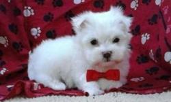 Maltese will mature to be:5-6LBS, I currently have male and female available, they were vet checked, dewormed and have all shots up-to-date, READY TO GO NOW. 647-839-6804
TINY TOY :5-6LBS-------1,000$----pure white coats TWO MALE.
PIC---1, 2, 3, 4.
TINY