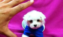 @@@ 647-838-6762 @@@
-- READY TO GO DEC 1st --
2 MALES AND 2 FEMALES
VET CHECKED, DE-WORMED AND VACCINATED.
MALTESE ARE NON SHEDDING AND HYPOALLERGENIC. PURE WHITE TOP QUALITY COATS.
PRICES RANGE FROM $950-$1100
PRICES ARE FIXED AND NON NEGOTIABLE.
WELL