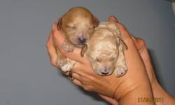 Pure bred Toy Poodle puppies, no papers.  Mom is a 3 1/2lbs red pure bred toy poodle and dad is a 7 1/2lbs brown pure bred toy poodle.  These puppies are very tiny and will only mature to about 4-5lbs.  The tails are docked and dewclaws removed.  They