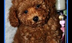 We have Beautiful Tiny Toy Poodles! They will be 3-5 lbs full grown!
Apricot and Reds! These puppies have age appropriate vacc. and are Ready Now for their forever homes!
Poodles are non-shedding , great for people with allergies!
They come with 2 yr.