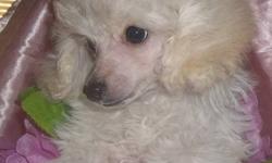 Treasure Pets (reg'd)
Toy and Miniature Poodles
Grand Falls-Windsor, NL
(709)489-1395
We Have Available Immediately
1 white tiny toy female and 1 black male
Pups Have Been Vet Checked, Microchipped, Up to date on vaccinations., Dewormed, CKC Registered