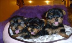 ADORABLE TINY TOY YORKIE, READY TO GO NOW.
FEMALE AND MALE AVAILABLE.
THE PUPPIES GOT 1st SHOT ALSO WERE DEWORMED AND CHECKED BY A VET.
WILL MATURE TO BE: 5-6lbs
PUPPIES ARE NON SHEDDING, HYPOALLERGENIC, VERY FULL, FLUFFY, WELL SOCIALIZED, HOME RAISED.
+