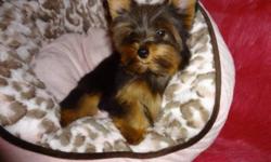 Tiny toy yorkies. 
Ready to go now with a very loving family 416-833-9592. 
Male and female available. 
Dewormed, vet checked, 1st shot, non shedding, hypoallergenic. 
Will mature to be 5-6lbs fully grown. 
100% written health guarantee. 
 For more info: