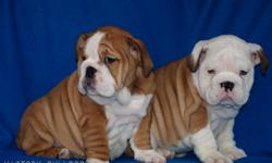 VICTORY BULLDOGS
 
Has some outstanding Male and Female English Bulldog Puppies Now Available out of Rodney and Ready to go this week they will be 9 weeks on the 18th of January!  This was a very anticipated repeat breeding!  We had some outstanding