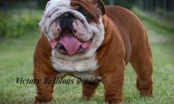 We have Only 1 Male Left from this Amazing Litter.. Outstanding Deep Mahogany Red English Bulldogs Available.  Our Puppies are Very Stocky, Heavy Wrinkled and some of the best bloodline & best looking bulldogs you will find in North America.  This