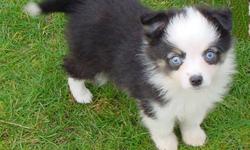 Puppy is sold...but I will have puppies available  for Christmas !!!  Registerable  TOY AUSTRALIAN SHEPHERDS !!!  You wont find many if any in Canada !!!  They are highly sought after in the States...Most people in Canada dont know about them yet...they
