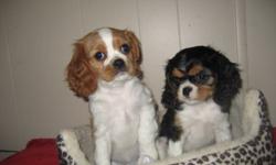 This will be my last batch of Cavaliers I have tri color and red & white boys and girls in both. They are raised in our home under foot, NOT A PUPPY MILL references available.  They are well socialized and are very healthy happy playful pups. These