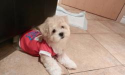 Toy Maltese puppy- white female for sale
all vac is uptodate+ dewormed+ with cage worth $90.00+Shirts+toys+Misc
She is 4 lbs and will be max to 7-8 lbs
NONSHEDDING_HYPOALLERGENIC PUPPIES
WELL SOCIALIZE, EXCELLENT COMPANION WITH KIDS AND ADULTS, PLAYFUL