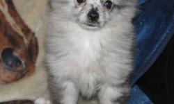 "Skittles" is a Rare blue merle female puppy, both her mom and dad are here to meet too.  Both parents are registered AKC toy pomeranians but Skittles will NOT be registered.  She is well socialized and has been vetted with her first two sets of shots