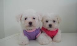 TOY MALTIPOO PUPPIES
2 GIRLS LEFT AS OF NOV 10!
 
We have 2 of the most adorable maltipoo puppies ready to find new homes! There are 2 girls to choose from. Maltipoos are a cross between a Maltese and a Toy Poodle (Both white). Non-shedding, and