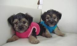 MORKIES
TOY SIZE - VERY CUTE
 
We have 2 very fluffy and friendly Morkie puppies ready to go! There is 1 boy and 1 girl to pick from. We estimate that they will mature to be around 8-9 lbs when fully grown. Their tailes have been left natural.
Our puppies