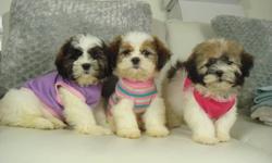 TOY SIZE SHIH POO PUPPIES
2 GIRLS AVAILABLE
 
We have 2 very friendly shih-poo puppies. All 3 are girls. They have been well socialized and are very playful and love to be handled. They're very outgoing and alert.
 
Shih poos are a cross between a shih