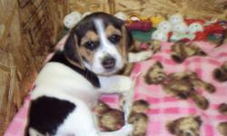 4 Tri-colored beagle puppies left from litter of 6. Born Nov20th, ready for new homes Jan15th. Raised in family setting, well socialized. Will have first shots and vet check. Both parents available for viewing. First pic is female (Dixie), 2nd is female