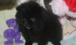 Ready for her new home little black pom female / vet checked/first vaccination , health guarantee / microchipped,good start on paper training,well socialized , mom is four half pounds dad is four/ if interested please email some details where she will